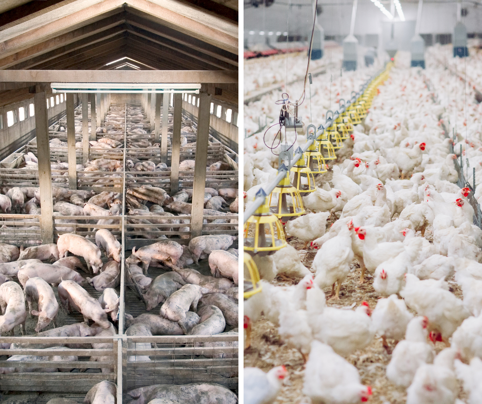 Criação-de-Porco-e-de-frango
