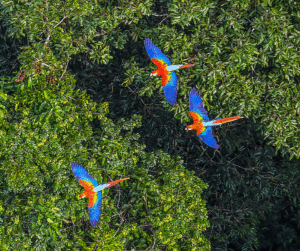 amazonia