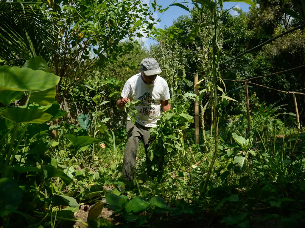 O agricultor Máximo Nunes de Oliveira durante colheita dos insumos no Quilombo Dona Bilina para o Programa de Aquisição de Alimentos (PAA). Foto: Tomaz Silva/Agência Brasil